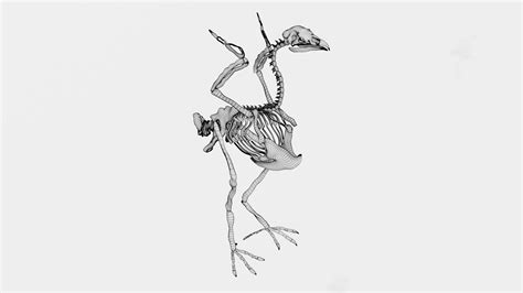 Turkey skeleton 3D model | CGTrader