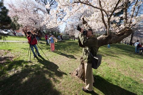 High Park cherry blossoms 2011