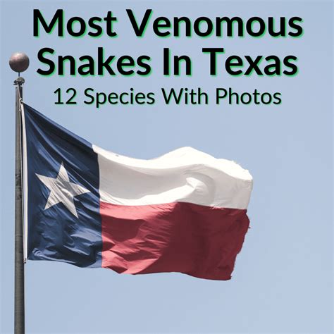 Most Venomous Snakes In Texas (12 Species With Photos)