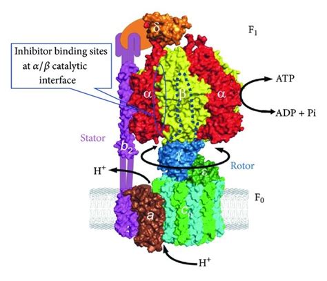 Escherichia coli F1F0 ATP synthase structure: E. coli ATP synthase in...