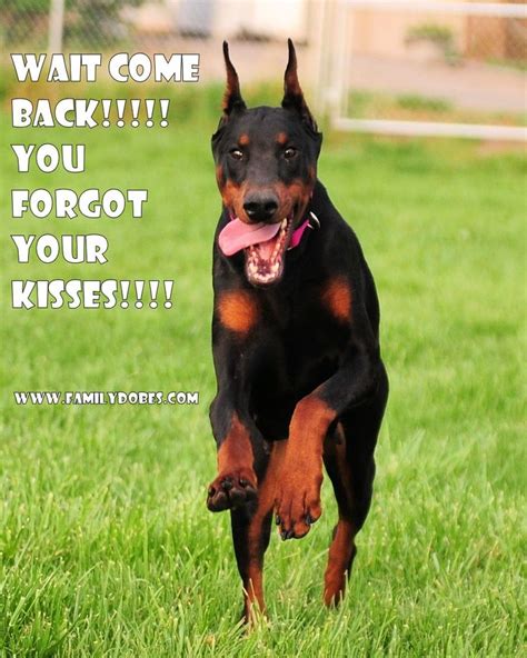 41 best Doberman Memes images on Pinterest | Doberman, Doberman pinscher and Dobermans