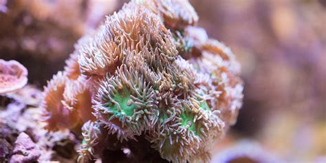 Corals and sea anemones (anthozoa) | Smithsonian's National Zoo and Conservation Biology Institute