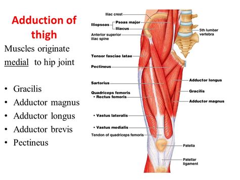 Pectineus: Origin, Insertion, Action & Nerve Supply » How To Relief