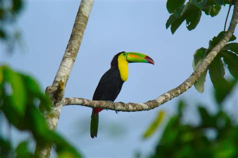 Belize National Bird Keel Billed Toucan - Pioneer Expeditions