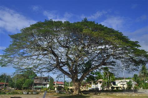 Mahogany Tree in Loon Church Bohol Philippines Bohol Philippines, Loon, Mahogany, House Ideas ...