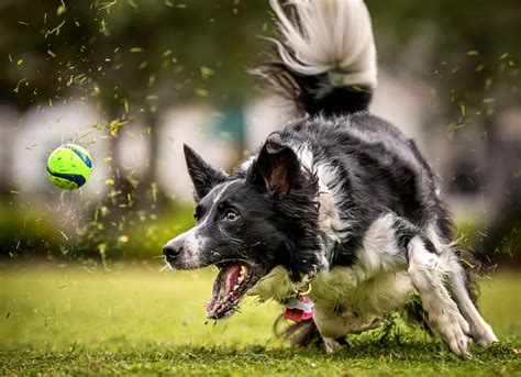 6 Best Grasses for Dogs