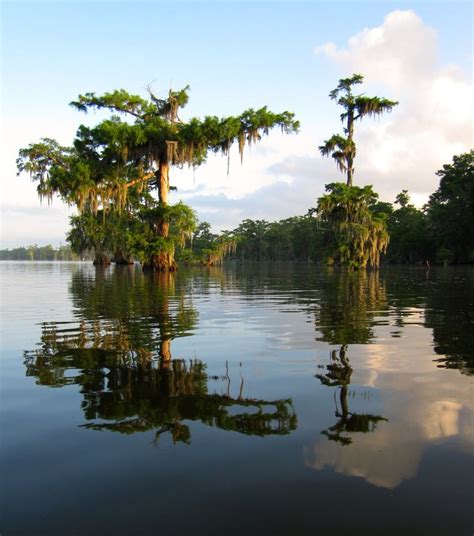 Louisiana Cypress Swamp | Cypress swamp, Louisiana swamp, Bayou country