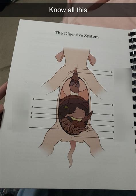 Fetal Pig Dissection The Digestive System Diagram | Quizlet