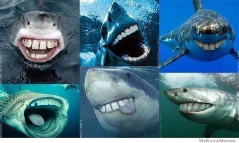 Sharks with human teeth! | Things That Make Me Smile | Pinterest | Sharks, Posts and Other