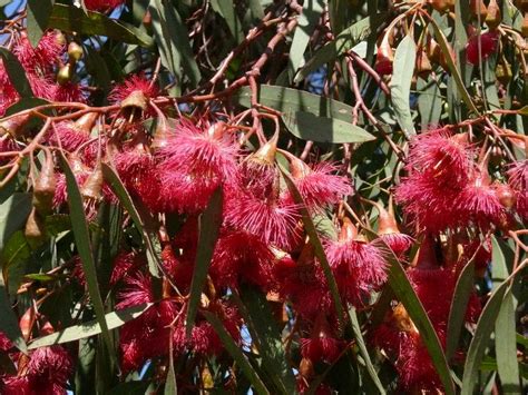 Eucalyptus Euky Dwarf | Austraflora