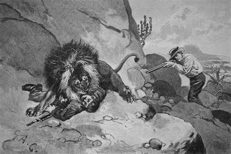Lion hunting in South Africa, illustration - Stock Image - C059/2836 - Science Photo Library