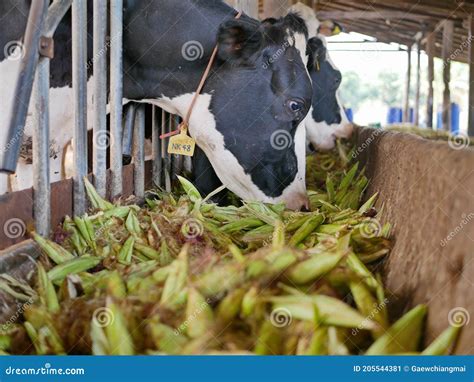 Dairy Cows, Raised in a Farm, Eating Corn - Using Corn To Feed Livestock Stock Image - Image of ...