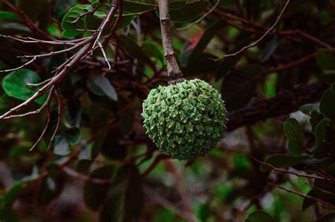 Annona Fruit Branch Araticum Do - Free photo on Pixabay - Pixabay