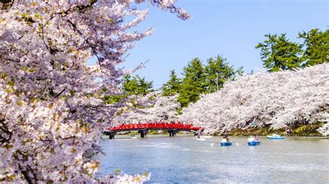 Sakura Japanese Cherry Blossom Garden Wallpaper A collection of the top ...