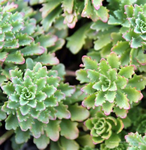 Sedum kamtschaticum | Urban Tree Farm Nursery