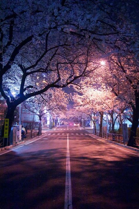 Sakura at Night | Cherry blossom wallpaper, Nature photography, Scenery ...