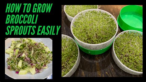 Health Benefits of Broccoli Sprouts and How to Grow Them - Cook2Nourish