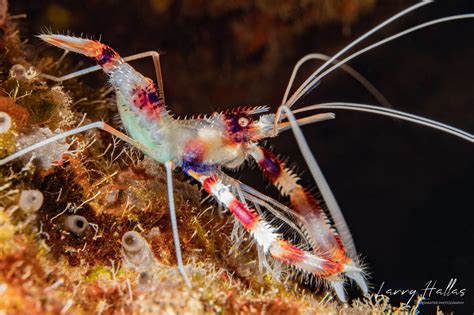 Banded Coral Shrimp - Larry Hallas Photography