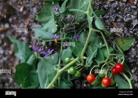 Deadly Nightshade Flowers High Resolution Stock Photography and Images ...