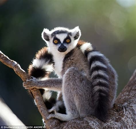 sirblack's request : Lemur Girl Minecraft Skin