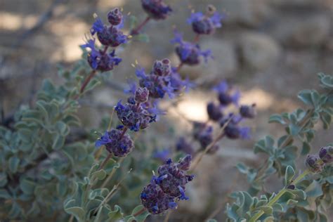 How to Grow and Care for Purple Sage Bush (Salvia dorrii)