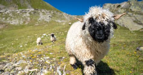 Flock of "World's Cutest Sheep" Make Their Way Through Swiss Village ...