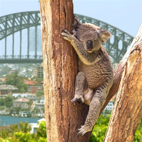 Taronga Zoo Sydney - Tiere sehen und besten Blick auf die Skyline genießen