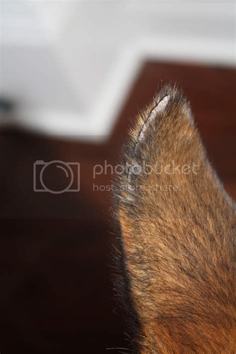 Dry ear tips with hair loss? | German Shepherds Forum