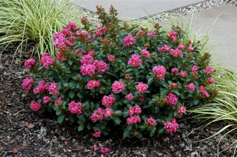 Crape Myrtle Zone 7 / However, even if you live in cooler areas, you ...