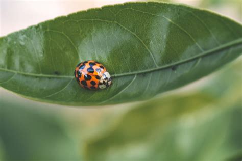 Whitefly Control, Pesticide, Organic and Elimination - American Celiac