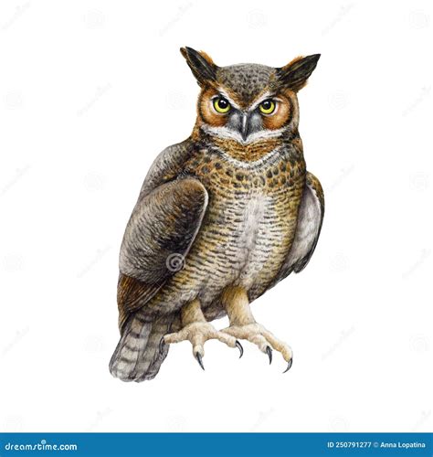 Great Horned Owl Watercolor Stock Illustrations – 54 Great Horned Owl ...