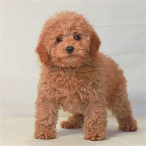 11 Poodle Colors from Least to Most Rarest - Rarest.org