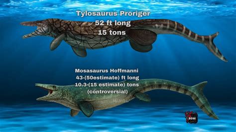 Tylosaurus Proriger and Mosasaurus Hoffmanni Size Comparison - YouTube