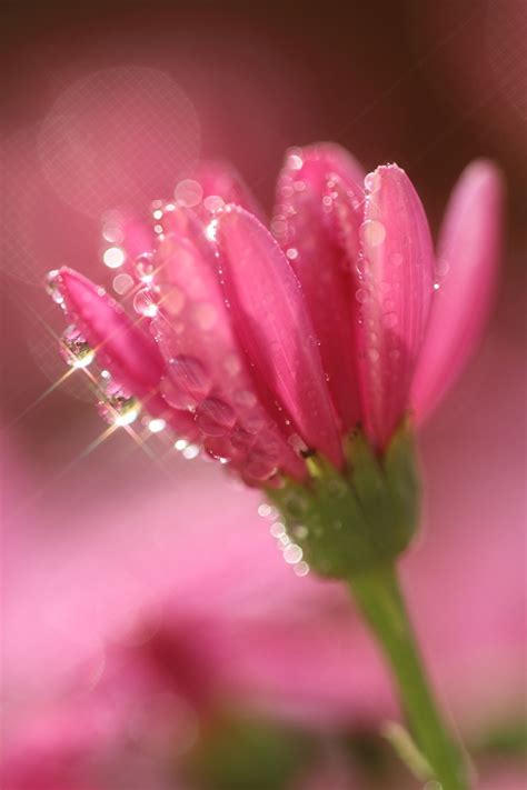 #FLOWER #WATERDROP | Beautiful rose flowers, Pretty flowers, Amazing flowers