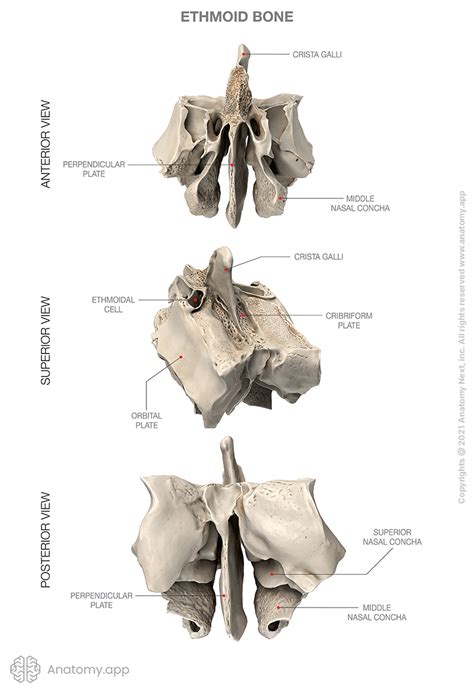 Ethmoid Anatomy