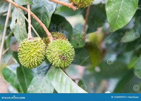 Fresh Organic Pulasan Fruit or Nephelium Hanging on Tree in Orchard Stock Image - Image of ripe ...