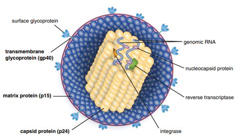 An Important Feline Pathogen: Feline Immunodeficiency Virus (FIV ...