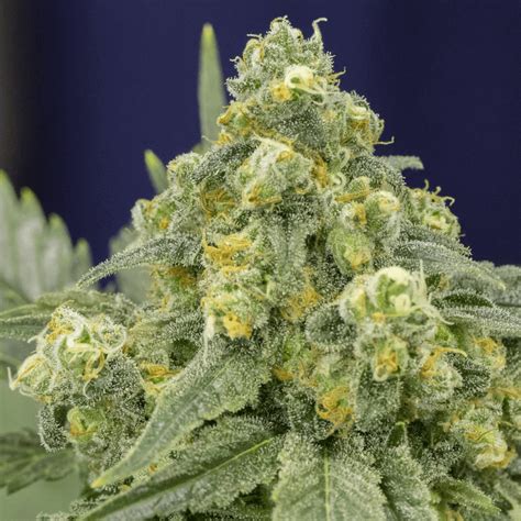 Buy White Widow Feminised Seeds by Silent Seeds - Intl. Starseed Network