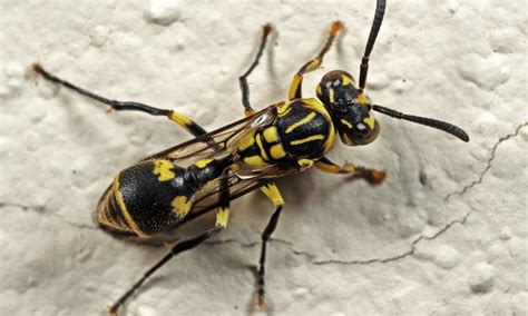 What Do Baby Wasps Look Like? | Pests Banned