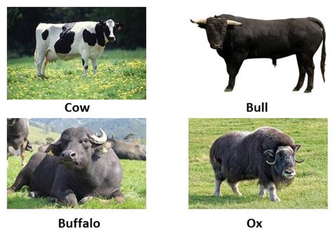 Ox Vs Cow Bull Buffalo - All About Cow Photos