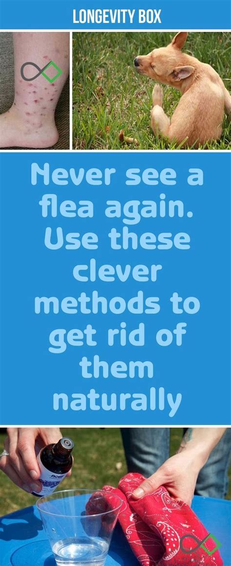 Never see a flea again. Use these clever methods to get rid of them naturally | Fleas, Flea ...