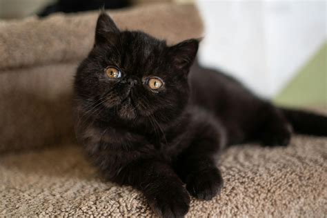 15 Black Cat Breeds Perfect for Any Home | PetSafe®