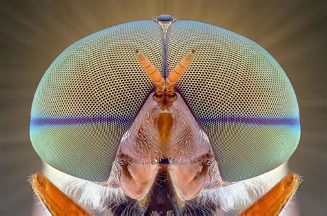 Macro Photography of Insect Eyes | 99inspiration