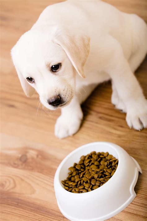 My Dog Won't Eat - What To Do When Your Lab Is Off His Food