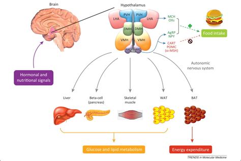 Thermogenesis: The Body’s Way Of Regulating Energy Balance – Carrie Visintainer