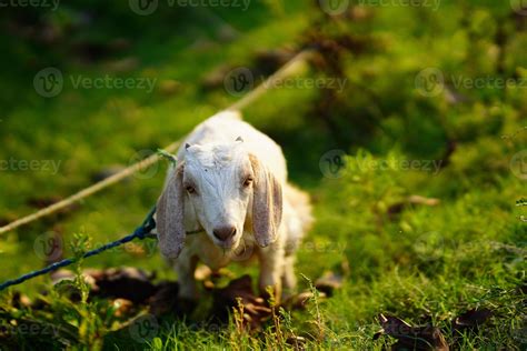 beautiful baby kid in village. 9742544 Stock Photo at Vecteezy