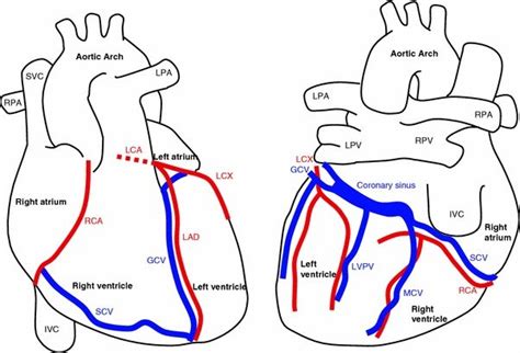 Blood Vessels Of The Heart Posterior