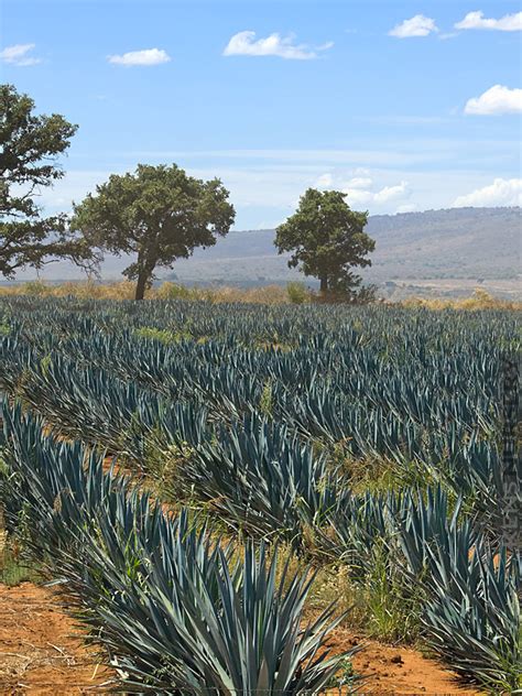 xl Giant Tequila Agave – Kens-Nursery