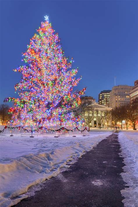 Iconic Christmas Trees in Every State - Best Christmas Trees Near Me