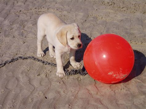 Free Images : beach, puppy, red, marker, vertebrate, labrador retriever, dog like mammal, dog ...